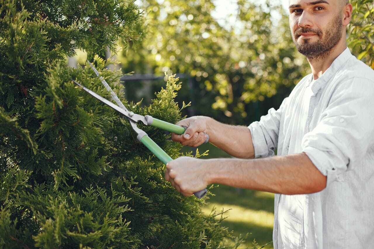 The Steps Involved in Our Tree Care Process in Bloomingdale, NJ